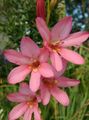   rosa Krukblommor Tritonia örtväxter Fil