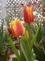   赤 屋内植物, ハウスフラワーズ チューリップ 草本植物 / Tulipa フォト