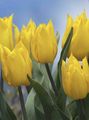   жут Затворени Погони, Затворене Цветови Лала травната / Tulipa фотографија
