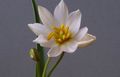   λευκό Εσωτερικά λουλούδια Τουλίπα ποώδη / Tulipa φωτογραφία