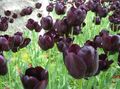   bordó Ház Virágok Tulipán lágyszárú növény / Tulipa fénykép