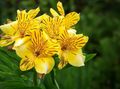   gul Indendørs Planter, Hus Blomster Peruvianske Lilje urteagtige plante / Alstroemeria Foto