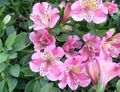   ვარდისფერი შიდა მცენარეები, სახლი ყვავილები პერუს ლილი ბალახოვანი მცენარე / Alstroemeria სურათი