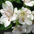   bianco I fiori domestici Giglio Peruviano erbacee / Alstroemeria foto