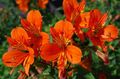   orange Topfblumen Peruanische Lilie grasig / Alstroemeria Foto
