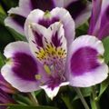   lila Huis Bloemen Peruviaanse Lelie kruidachtige plant / Alstroemeria foto