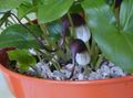   ბორდო შიდა მცენარეები, სახლი ყვავილები თაგვის კუდი ქარხანა ბალახოვანი მცენარე / Arisarum proboscideum სურათი