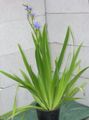   svijetlo plava Sobne biljke, Unutarnja Cvjetovi Plavi Kukuruz Ljiljan zeljasta biljka / Aristea ecklonii Foto