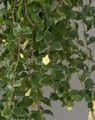   hvit Innendørs Planter, Huset Blomster Sentrale Amerikanske Bellflower hengende plante / Codonanthe Bilde