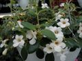   fehér Közép-Amerikai Harangvirág lóg növény / Codonanthe fénykép