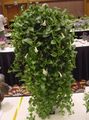   hvit Innendørs Planter, Huset Blomster Sentrale Amerikanske Bellflower hengende plante / Codonanthe Bilde