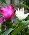   rosa Krukblommor Gurkmeja örtväxter / Curcuma Fil