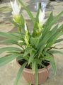   beyaz Kapalı bitkiler, Evin çiçekler Zerdeçal otsu bir bitkidir / Curcuma fotoğraf
