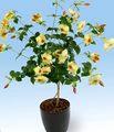   黄 屋内植物, ハウスフラワーズ 黄金のトランペット低木 つる植物 / Allamanda フォト