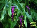   liliac Plante de Interior, Flori de Casa Dans Doamnă planta erbacee / Globba fotografie