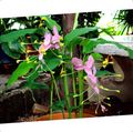   rožinis Vidinis augalai, Namas Gėlės Šokiai Panele žolinis augalas / Globba Nuotrauka