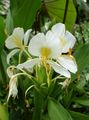   white Indoor Plants, House Flowers Hedychium, Butterfly Ginger herbaceous plant Photo