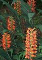  red Indoor Plants, House Flowers Hedychium, Butterfly Ginger herbaceous plant Photo