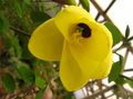   dzeltens Māja Ziedi Orhideja Koks / Bauhinia Foto