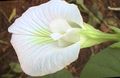   blanc des fleurs en pot Pois Papillon une liane / Clitoria ternatea Photo