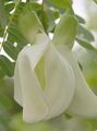   baltas Vidinis augalai, Namas Gėlės Raudona Barškutis krūmas / Sesbania Nuotrauka