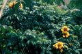   сары үй гүлдері Spatodeya (Африка Tyulypannoe Derevo) ағаш / Spathodea Фото