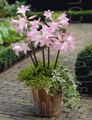   blanc des fleurs en pot Belladone Lis, Lis Mars, Femme Nue herbeux / Amaryllis Photo