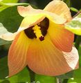   oranžna Sobne Rastline, Sobne cvetje Asian Portoe, Dwarf Asian Portia, Morje Hibiskus drevesa / Thespesia fotografija