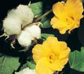   жълт Интериорни цветове Gossypium, Засаждане На Памука храсти снимка