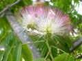  ვარდისფერი შიდა მცენარეები, სახლი ყვავილები აბრეშუმის ხე / Albizia julibrissin სურათი