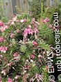   розов Интериорни цветове Grevillea храсти / Grevillea sp. снимка