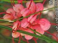   κόκκινος Εσωτερικά λουλούδια Grevillea θάμνοι / Grevillea sp. φωτογραφία