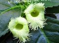   grön Krukblommor Alsobia ampelväxter Fil