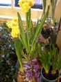  ყვითელი შიდა მცენარეები, სახლი ყვავილები Amaryllis ბალახოვანი მცენარე / Hippeastrum სურათი