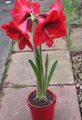   raudonas Vidinis augalai, Namas Gėlės Amaryllis žolinis augalas / Hippeastrum Nuotrauka