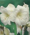   бял Интериорни цветове Беладона тревисто / Hippeastrum снимка