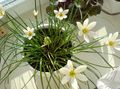   bílá Pokojové květiny Déšť Lilie,  bylinné / Zephyranthes fotografie