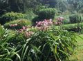   розовый Комнатные Растения, Домашние Цветы Кринум травянистые / Crinum Фото