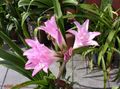   rosa Innendørs Planter, Huset Blomster Crinum urteaktig plante Bilde