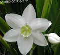   weiß Topfblumen Amazon Lily grasig / Eucharis Foto