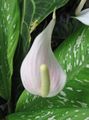   ホワイト 屋内植物, ハウスフラワーズ フラミンゴの花、ハートの花 草本植物 / Anthurium フォト
