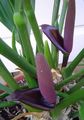   紫 火鹤花，心脏花 草本植物 / Anthurium 照