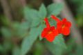   piros Magic Virág, Anya Orchidea lóg növény / Achimenes fénykép
