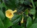   giallo Fiore Magico, Noce Orchidea le piante rampicante / Achimenes foto