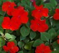   rouge des fleurs en pot Patience Plantes, Le Sapin Baumier, Joyau Mauvaises Herbes, Lizzie Occupé herbeux / Impatiens Photo