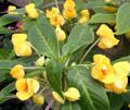   jaune des fleurs en pot Patience Plantes, Le Sapin Baumier, Joyau Mauvaises Herbes, Lizzie Occupé herbeux / Impatiens Photo