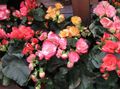   rosa Topfblumen Begonie grasig / Begonia Foto