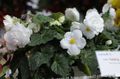   თეთრი შიდა მცენარეები, სახლი ყვავილები ბეგონია ბალახოვანი მცენარე / Begonia სურათი