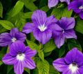   purpurne Maja lilled Browallia rohttaim Foto