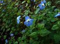   azul claro Flores de salón Browallia herbáceas Foto